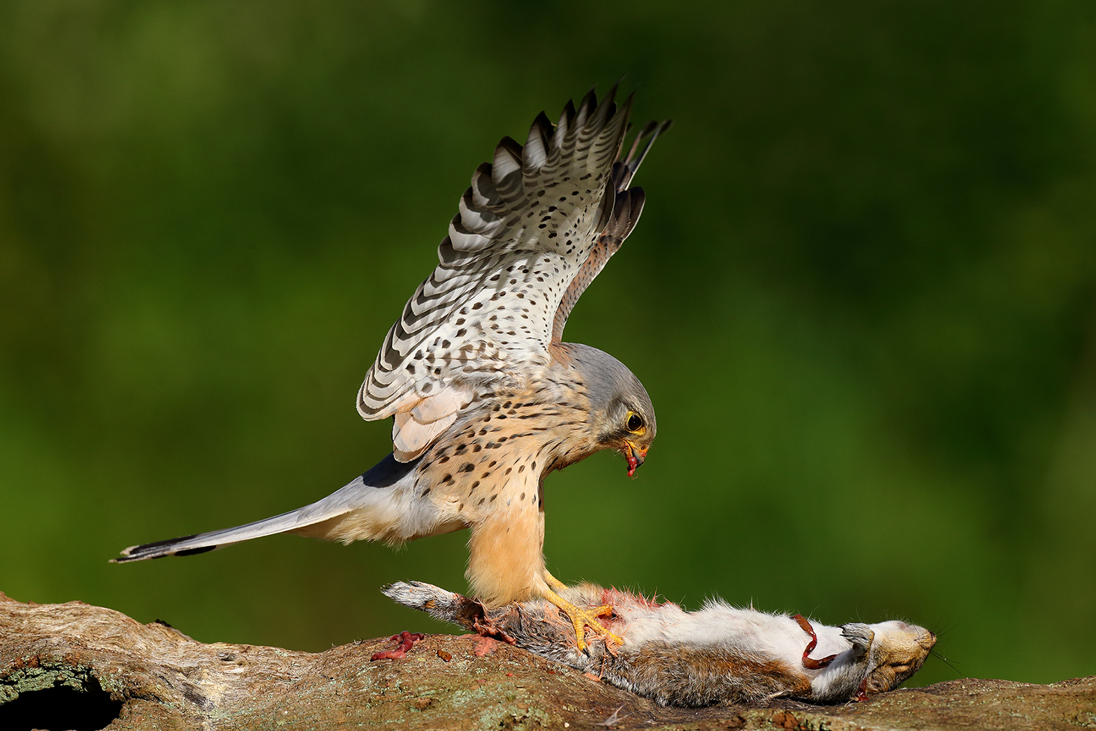 KESTREL MALE ON SQUIRREL